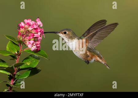 Donna Hummingbird di Allen, Selasforus sasin sedentarius, che si nutre di fiori non identificati. Foto Stock