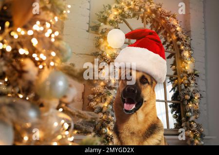 Carino cane pastore tedesco con cappello di Santa in camera decorata per Natale Foto Stock
