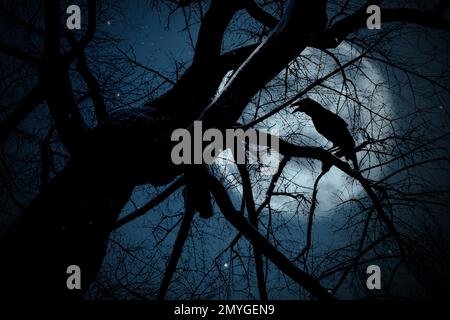 Corvo nero scricchiolante che si accovacciano sul ramo dell'albero sotto la luna piena di notte Foto Stock