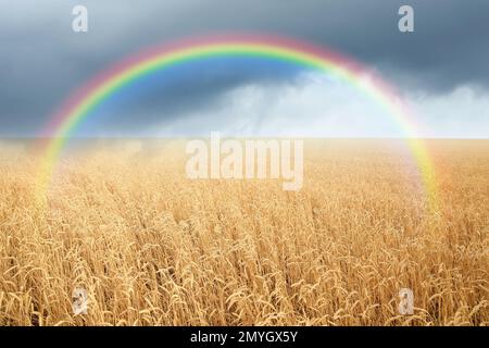 Incredibile arcobaleno sul campo di grano sotto il cielo tempestoso Foto Stock