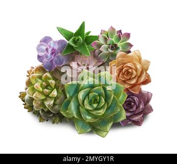 Collezione di diversi bei succulenti su sfondo bianco Foto Stock