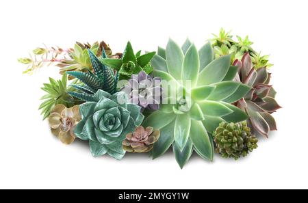 Collezione di diversi bei succulenti su sfondo bianco Foto Stock