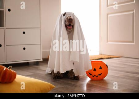 Adorabile inglese Cocker Spaniel vestito come fantasma con il trucco di Halloween o secchiello trattare a casa Foto Stock