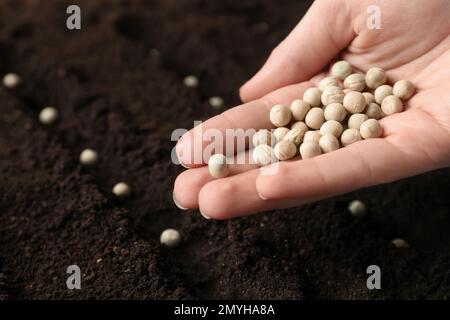 Donna che tiene palo di piselli sopra suolo, primo piano. Semi vegetali Foto Stock