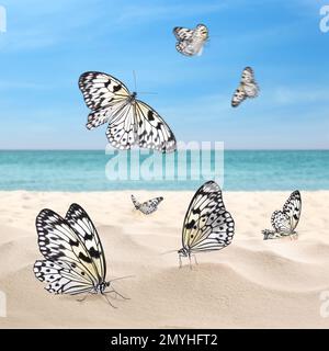 Splendida vista sulla spiaggia dell'oceano con fantastiche farfalle Foto Stock