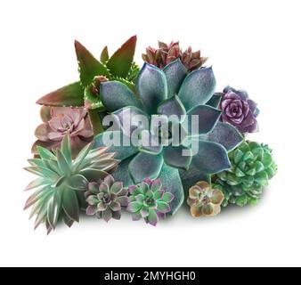 Collezione di diversi bei succulenti su sfondo bianco Foto Stock