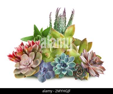 Collezione di diversi bei succulenti su sfondo bianco Foto Stock