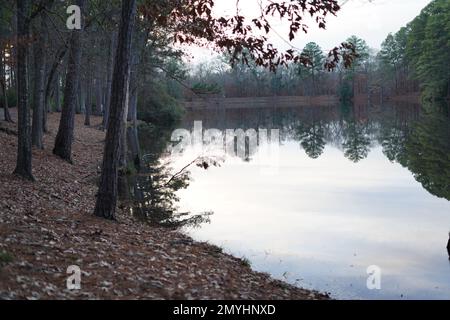 Piney Woods del Texas orientale Foto Stock