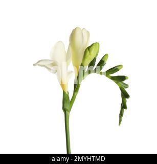 Bella fioritura fiore freesia isolato su bianco Foto Stock