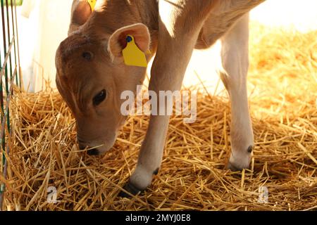 Piccolo vitello mangiare fieno in fattoria. Zootecnia Foto Stock