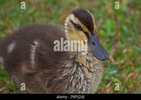 Carino soffice Mallard anatroccolo che asciuga è soffice marrone e gialle piume nel sole estivo. Foto Stock