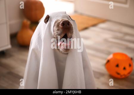 Adorabile inglese Cocker Spaniel vestito come fantasma a casa. Costume di Halloween per animale domestico Foto Stock