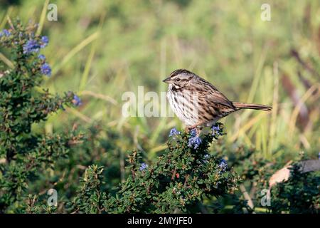 Un Song Sparrow al Golden Gate Park a San Francisco, California. Foto Stock