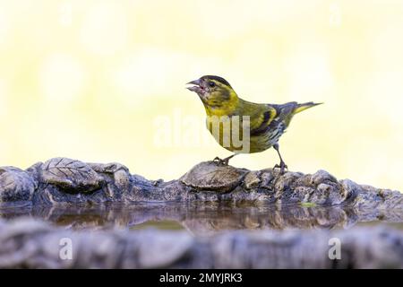 Siskin eurasiatico maschio [Spinus spinus ] bevendo dal bagno dell'uccello Foto Stock