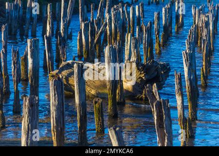 Driftwood tra pile Post Foto Stock