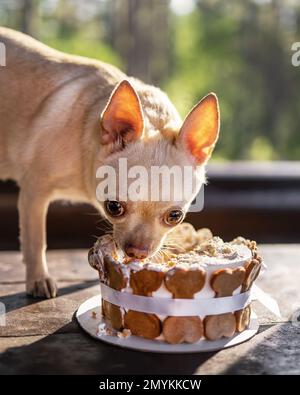 Primo piano ritratto di vecchio cane divertente di razza chihuahua mangiare torta di compleanno Foto Stock