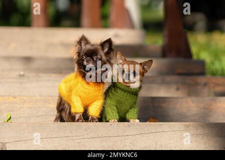 Due carini curiosi chihuahua cani che indossano abiti a maglia fashoin sono seduti insieme all'aperto Foto Stock