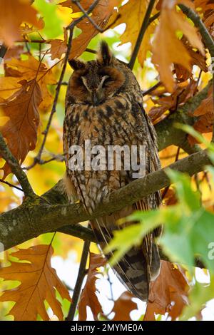 Gufo dalle orecchie lunghe (Asio otus), riposo, riposo, riposo, notte di notte, in una quercia, autunno, basso Reno, Renania settentrionale-Vestfalia, Germania, Europa Foto Stock