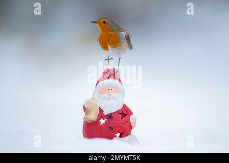 Rapina europea (Erithacus rubecula) uccello adulto seduto su una figura di Natale del padre in un giardino coperto di neve, Suffolk, Inghilterra, Regno Unito, Europa Foto Stock