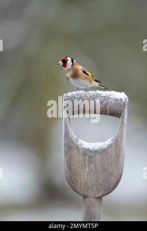 Goldfinch (Carduelis carduelis), uccello adulto su un fusto boscoso innevato, Suffolk, Inghilterra, Regno Unito. Foto Stock