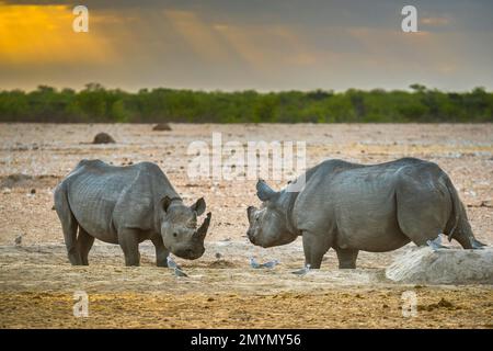 Due rinoceronti neri (Diceros bicornis) alla luce del mattino in una buca d'acqua, Parco Nazionale Etosha, Namibia, Africa Foto Stock