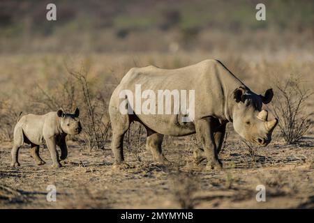 Xrinoceronte nero (Diceros bicornis), femmina con vitello, Parco Nazionale Etosha, Namibia, Africa Foto Stock