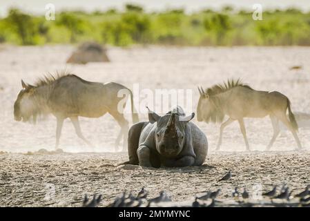 Rinoceronte nero (Diceros bicornis) che riposa vicino ad una buca d'acqua sullo sfondo antilope più selvaggi, Parco Nazionale Etosha, Namibia, Africa Foto Stock