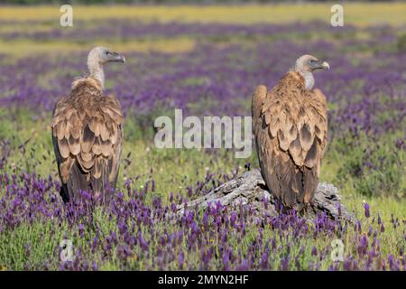 Avvoltoio Griffon (Gypps fulvus) con lavanda francese (Lavandula stoechas), provincia di Toledo, Castilla-la Mancha, Spagna, Europa Foto Stock