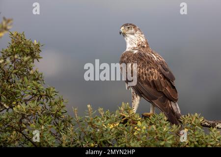 Aquila Bonellis (Aquila fasciata), adulta, su ramo, provincia di Caceres, Spagna, Europa Foto Stock