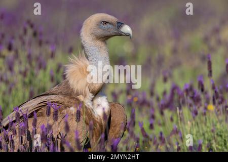 Avvoltoio Griffon (Gypps fulvus) con lavanda francese (Lavandula stoechas), ritratto, provincia di Toledo, Castilla-la Mancha, Spagna, Europa Foto Stock