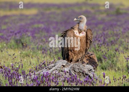 Avvoltoio Griffon (Gypps fulvus) con lavanda francese (Lavandula stoechas), provincia di Toledo, Castilla-la Mancha, Spagna, Europa Foto Stock