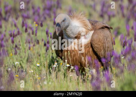 Avvoltoio Griffon (Gypps fulvus) con lavanda francese (Lavandula stoechas), provincia di Toledo, Castilla-la Mancha, Spagna, Europa Foto Stock