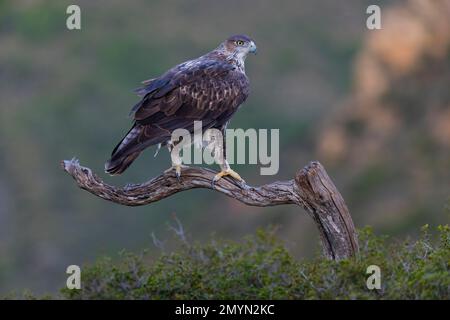 Aquila Bonellis (Aquila fasciata), adulto, ramo, Valencia, Andalusia, Spagna, Europa Foto Stock