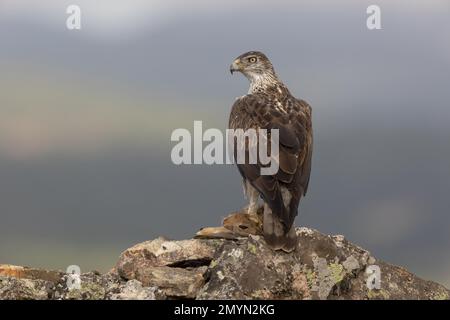 Aquila Bonellis (Aquila fasciata), adulta, su roccia con conigli, provincia di Caceres, Spagna, Europa Foto Stock