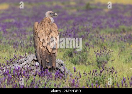 Avvoltoio Griffon (Gypps fulvus) con lavanda francese (Lavandula stoechas), provincia di Toledo, Castilla-la Mancha, Spagna, Europa Foto Stock