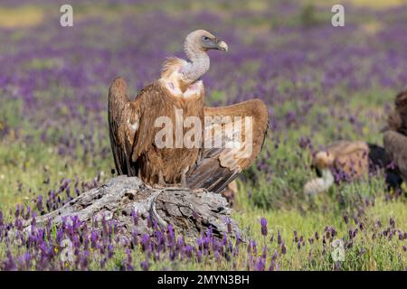 Avvoltoio Griffon (Gypps fulvus) con lavanda francese (Lavandula stoechas), provincia di Toledo, Castilla-la Mancha, Spagna, Europa Foto Stock