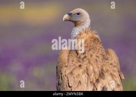 Avvoltoio Griffon (Gypps fulvus) con lavanda francese (Lavandula stoechas), provincia di Toledo, Castilla-la Mancha, Spagna, Europa Foto Stock