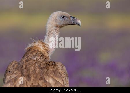 Avvoltoio Griffon (Gypps fulvus) con lavanda francese (Lavandula stoechas), ritratto, provincia di Toledo, Castilla-la Mancha, Spagna, Europa Foto Stock