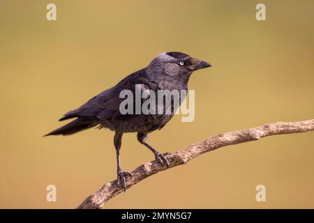 Western jackdaw (Corvus monidula), on Branch, El Taray, la Mancha, Spagna, Europa Foto Stock