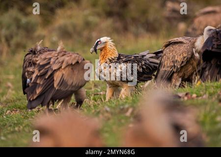 Avvoltoi misti, avvoltoio griffon (Gyps fulvus) e un avvoltoio bearded (Gypeatus barbatus), sul terreno, Pirenei, Catalogna, Spagna, Europa Foto Stock