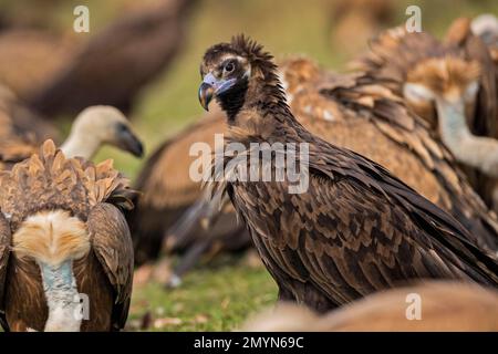 Avvoltoi misti, avvoltoio griffon (Gyps fulvus) e un avvoltoio cinereo (Aegypius monachus), a terra, Pirenei, Catalogna, Spagna, Europa Foto Stock