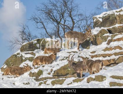 Stambecco siberiano (Capra sibirica), inverno, neve, Zoologischer Garten, Tiergarten, Mitte, Berlino, Germania, Europa Foto Stock