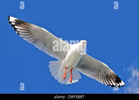 Bernard Spragg - bella fotografia degli uccelli - Gull d'argento ad alto volo Foto Stock