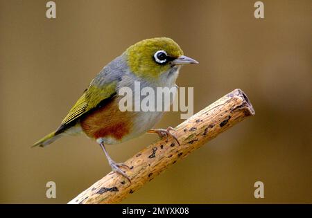 Bernard Spragg - Beautiful Bird Photography - Silver Eyes - Wax Eye - Zosterops lateralis. Foto Stock