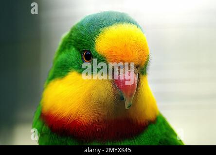 Bernard Spragg - bella fotografia degli uccelli - il pappagallo superbo - Polytelis swaissonii Foto Stock