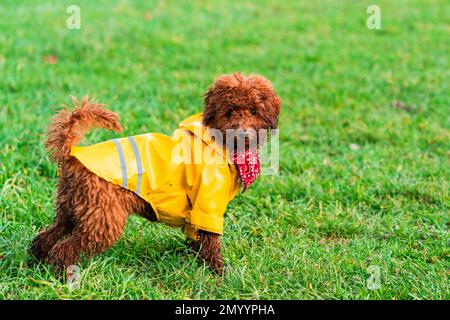 Cucciolo di barzolo giocattolo dello zenzero in un parco - fuoco selettivo Foto Stock