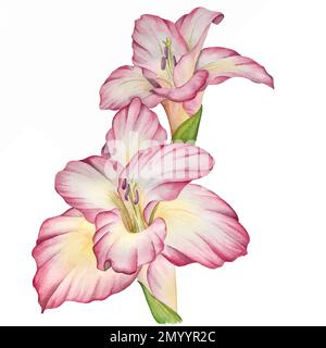 Illustrazioni di fiori ad acquerello per decorare inviti di nozze, cartoline, imballaggi Foto Stock