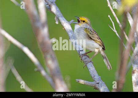 Sparrow giallo-marrone, Manaus, Amazona, Brasile, agosto 2022 Foto Stock