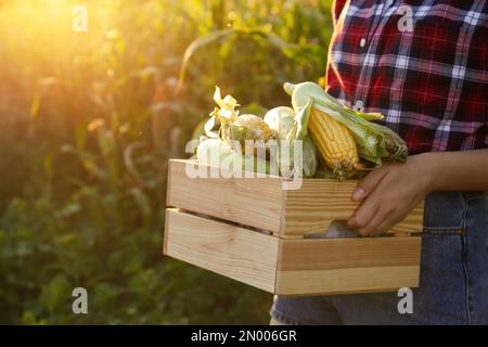 Donna con cassa di pannocchie di mais mature in campo, primo piano Foto Stock