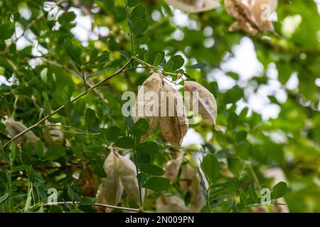 Flora dell'isola di Rab, Croazia. Vescica senna Colutea arborescens. È originaria dell'Europa e del Nord Africa. Cresciuto come un ornamentale, usato in architettura paesaggistica Foto Stock